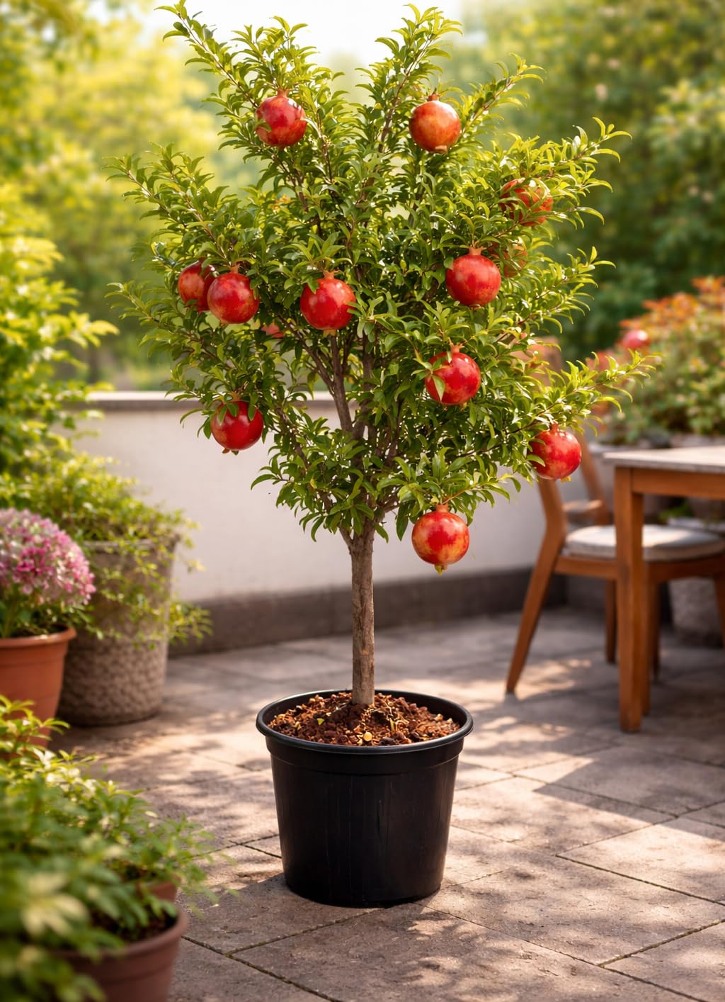 Punica granatum ‘Acco’ Granatapfelbaum 70–100 cm – winterhart, ertragreich, mediterrane Kübelpflanze, dekorativer Obstbaum für Balkon & Garten, pflegeleicht, essbare Früchte