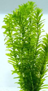 BAYSIDEAQUA 国産 アナカリス 30本 オオカナダモ 金魚草 | 無農薬, BAYSIDEAQUA加工品