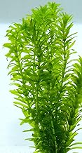 [Aquatic Plant] 10 Domestic Anacharis, Domestic, Pesticide-Free, Elodea canadensis, Goldfish Weed, BAYSIDEAQUA Processed Product