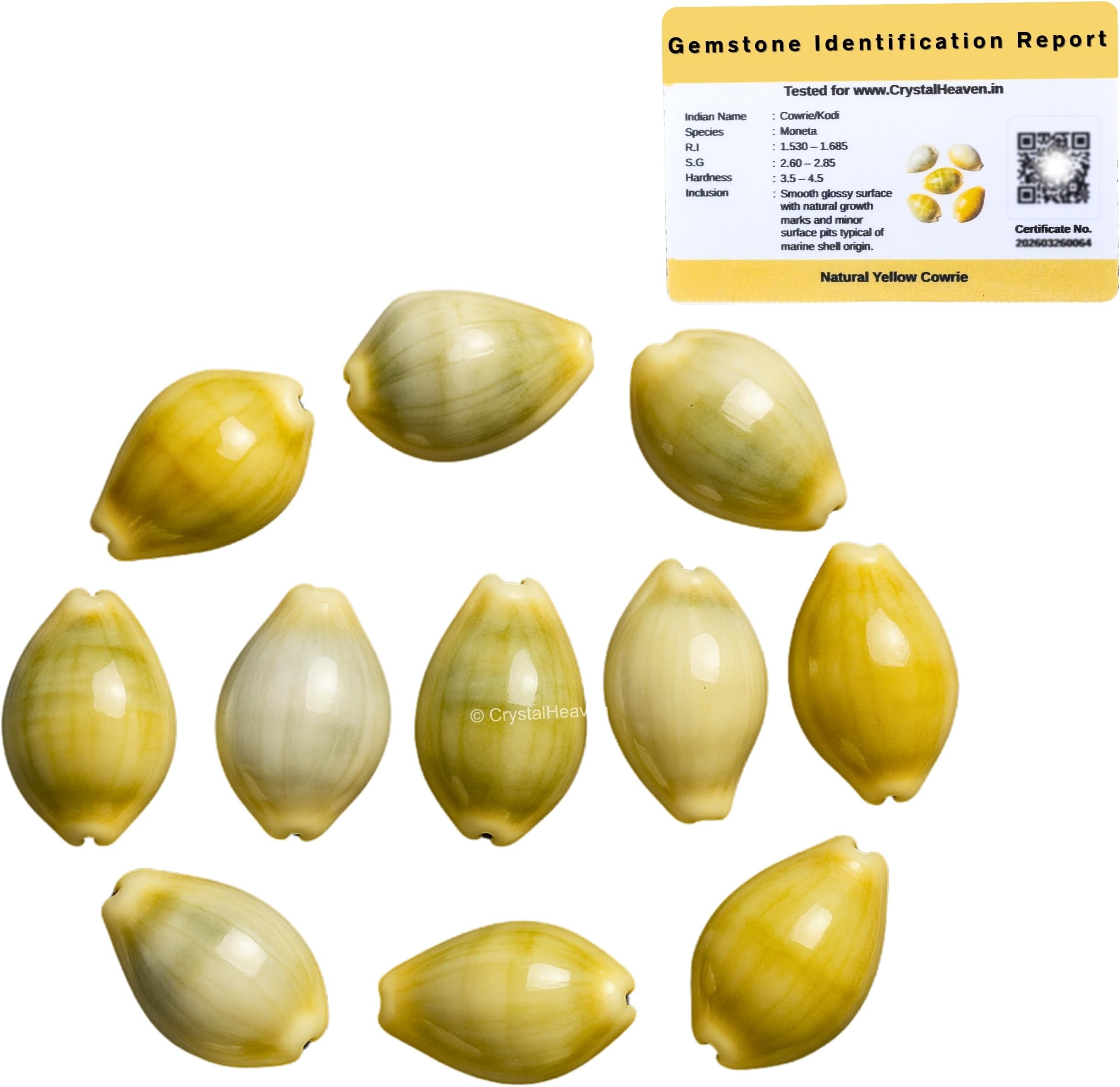 Crystal Heaven Kodi Shell Pack Of 11 Cowrie Shells - Pili Kodi Original For Diwali Pooja Decoration - Kaudi Shells For Craft (11 Piece)