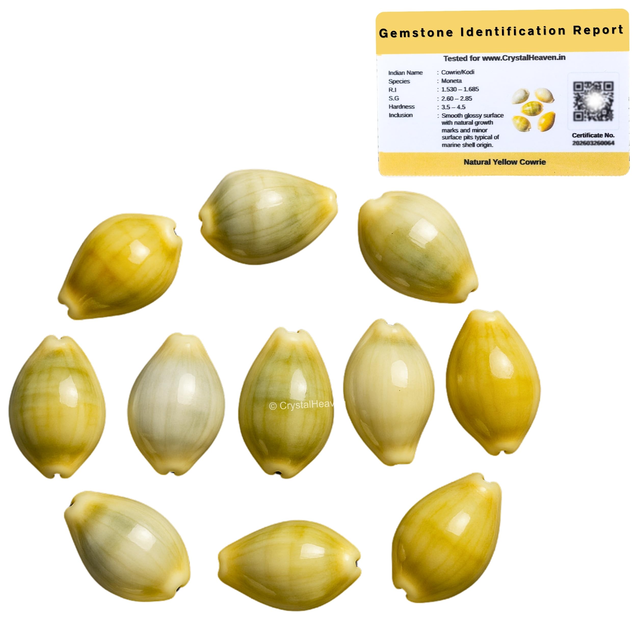 Kodi Shell Pack Of 11 Cowrie Shells