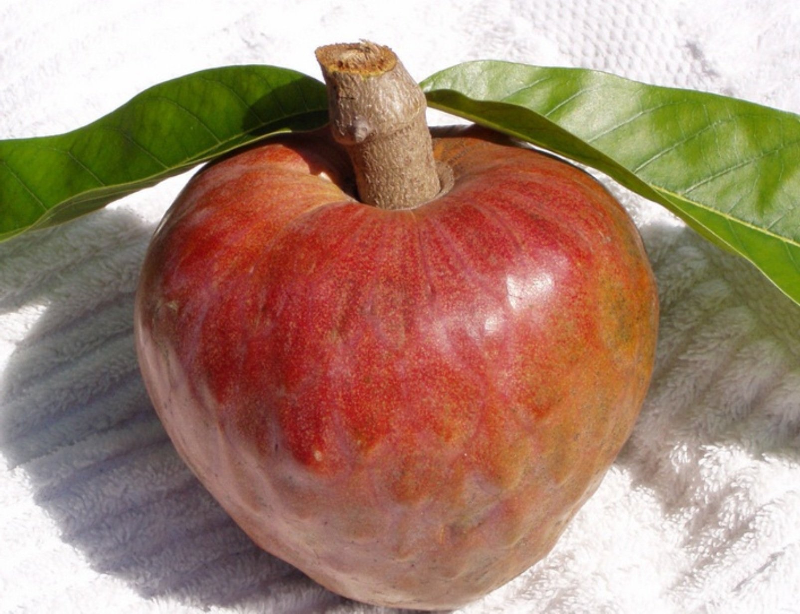 See full amazon price history chart for Rare Red Custard Apple Annona Reticulata Bullocks Heart Fruit 15 seeds for Growing Rare Red Custard Apple Annona Reticulata Bullocks Heart Fruit 15 seeds for Growing (B0BX4J6J32) Amazon Price History, Amazon Price Tracker