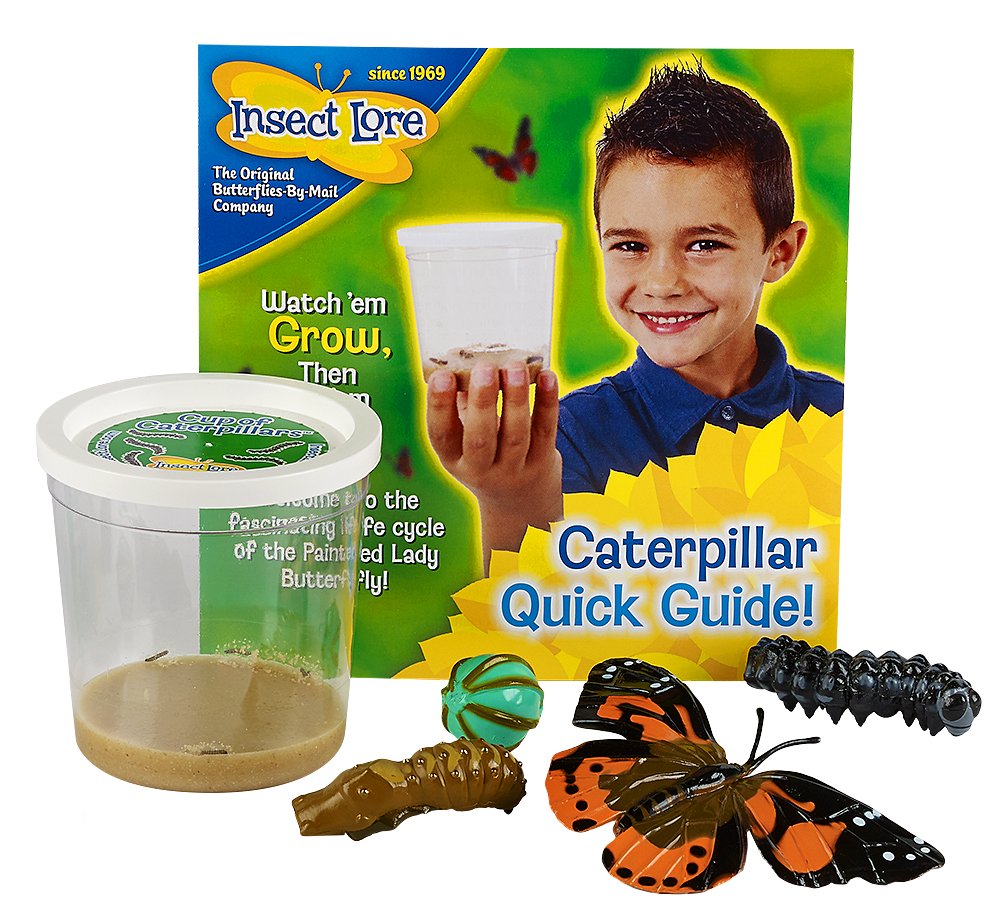 Buy Insect Lore 5 Live Caterpillars Cup of Caterpillars Butterfly Kit
