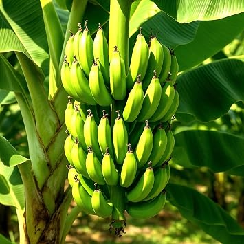 Banana Plants Grand Nain Includes Four 4 Plants with Hello Organics Tags and 2.5 oz. Sample Organic Fertilizer