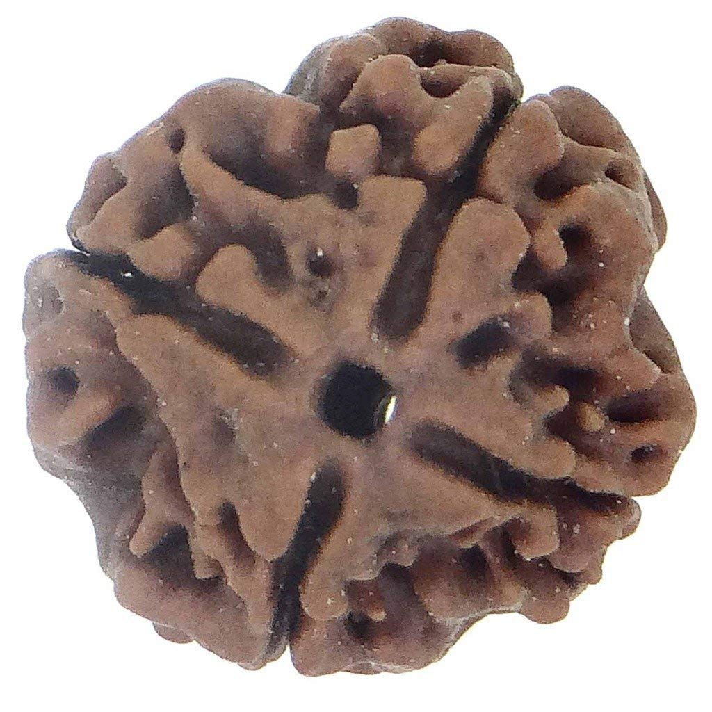 Rudraksha 4 Mukhi authentique perle de sérénité pour votre rituel yoga