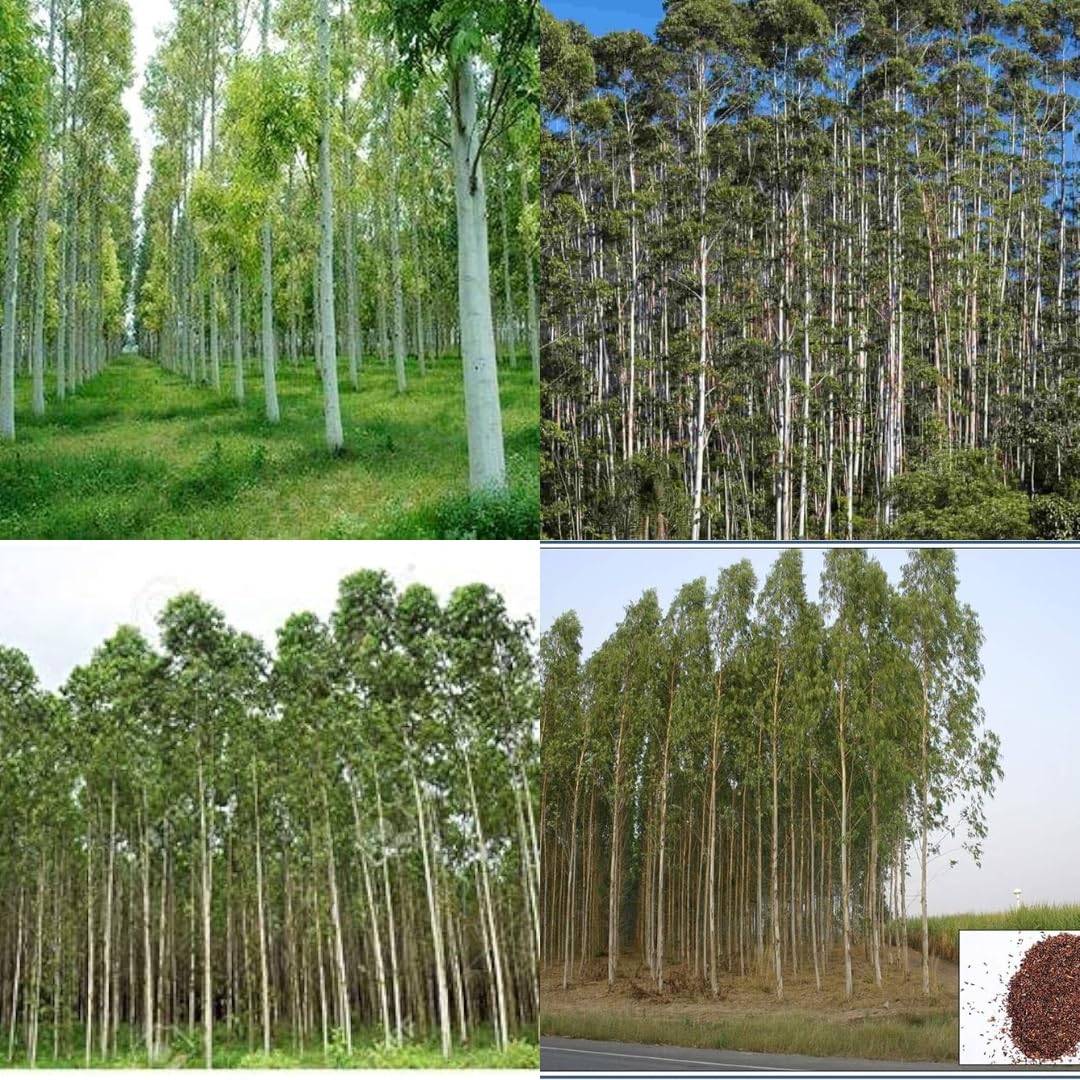 Nilgiri plant seeds for plant Eucalyptus Hybrid air purifying Tree Seeds for Planting PACK OF 45-image-12