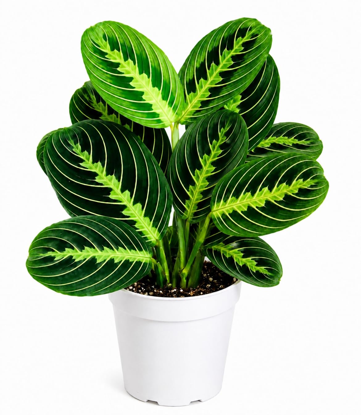 PlantMailer Lemon Lime Maranta