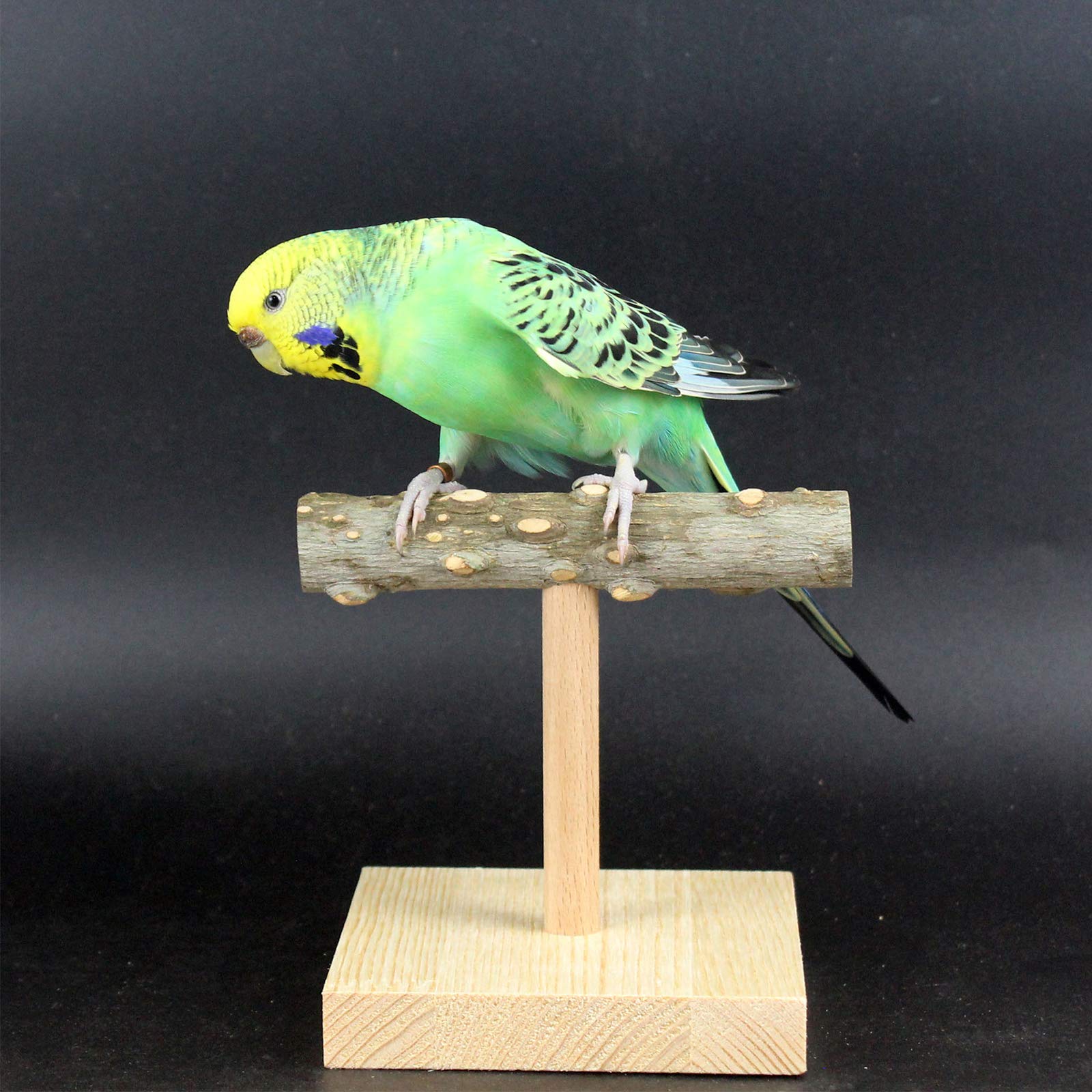 Vogel-Ständer Für Schreibtisch Mit Edelstahl-Schalen – Ideal Für Sittiche & Lovebirds