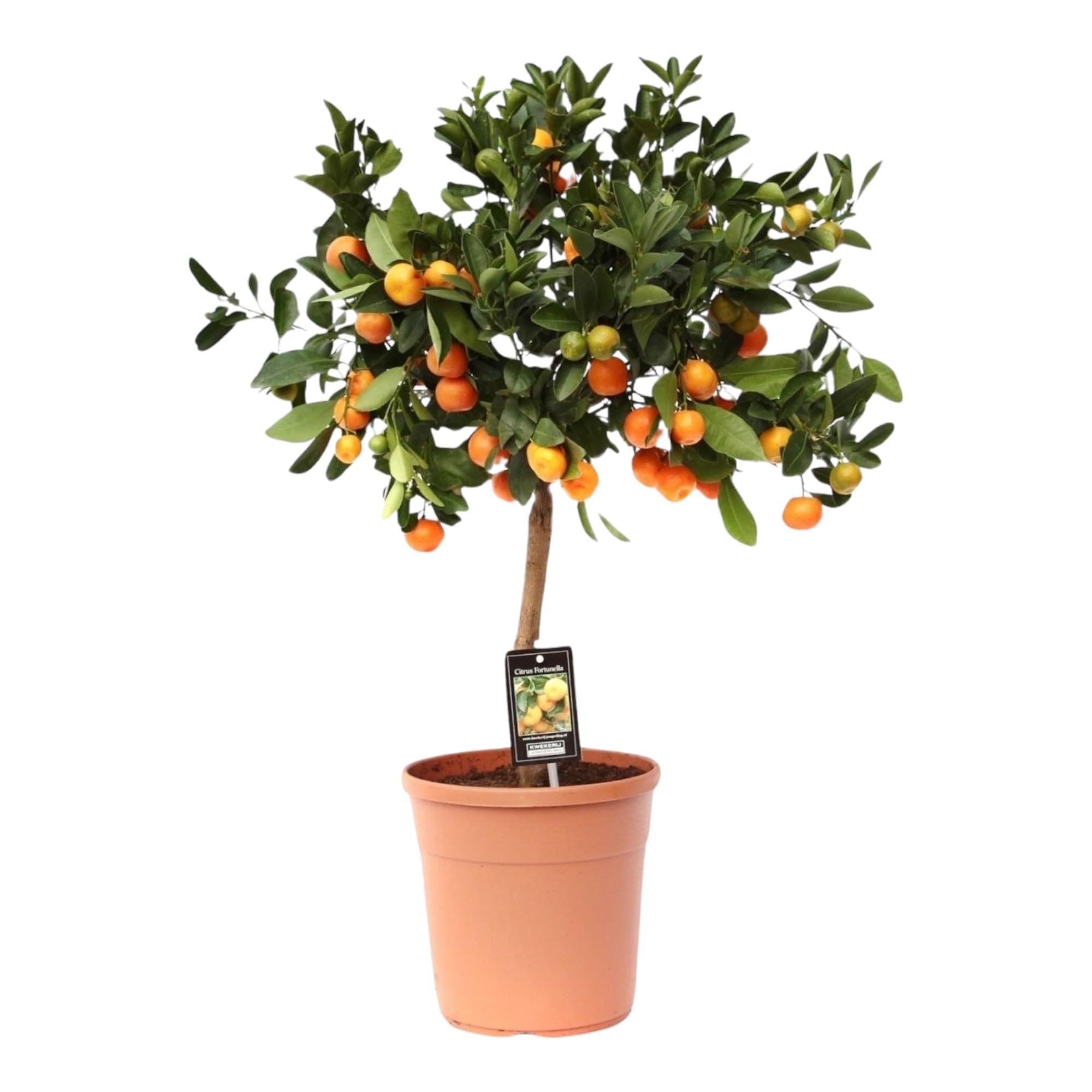 Trendyplants - Citrus Calamondin - Oranger - Plante de jardin - Hauteur 70-90 cm - Taille du pot Ø22cm