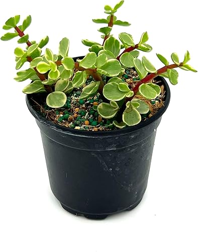 Miniatura 2 de ragnaroc Suculentas vivas  Portulacaria Afra Variegata en maceta de 4 pulgadas  1 unidad  Llegada viva garantizada  Suculentas en maceta, plantas de
