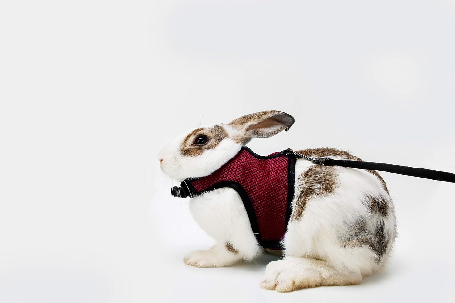 Soft Rabbits Harness with Leash (Red)-Brand BOBO