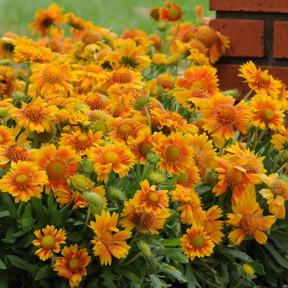 Bedwen Plants Gaillardia 'Mesa Peach' Plug Plant x 4, Perennial Orange Yellow Blanket Flower, Ideal for Bees & Pollinators