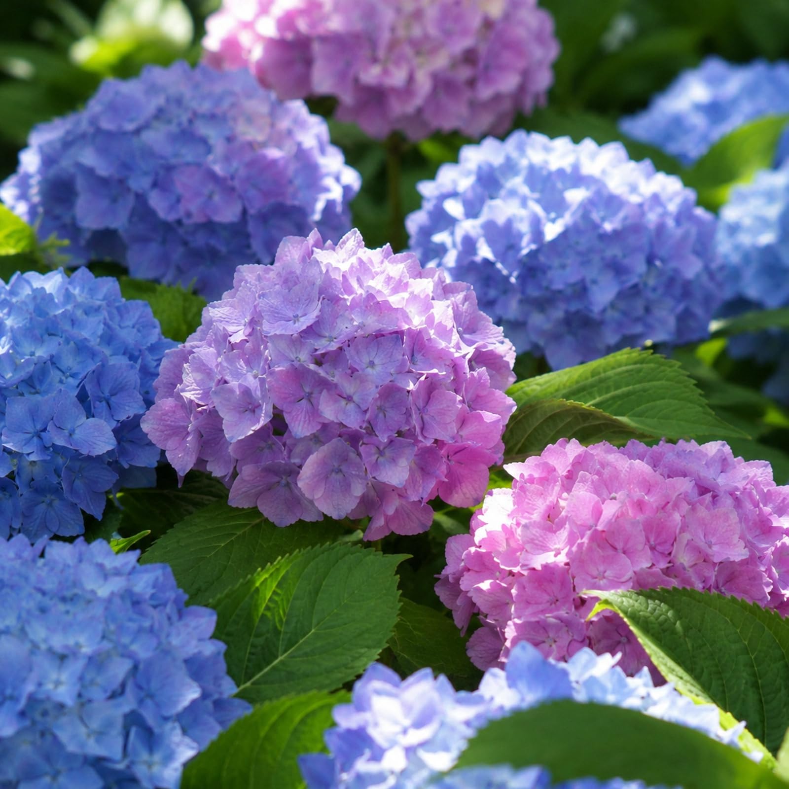 Hydrangea Rooted Plant – Flowering Perennial Garden Shrub, Hardy Outdoor Plant for UK Gardens, Patio Containers, Borders and Butterfly Friendly Garden Displays-3 Bulbs-Blue & Pink