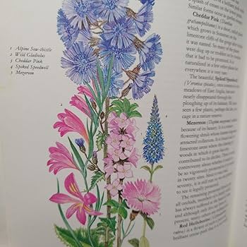 Amazon.co.jp: イギリス 洋書 古書 ボタニカルアート 野の花図鑑