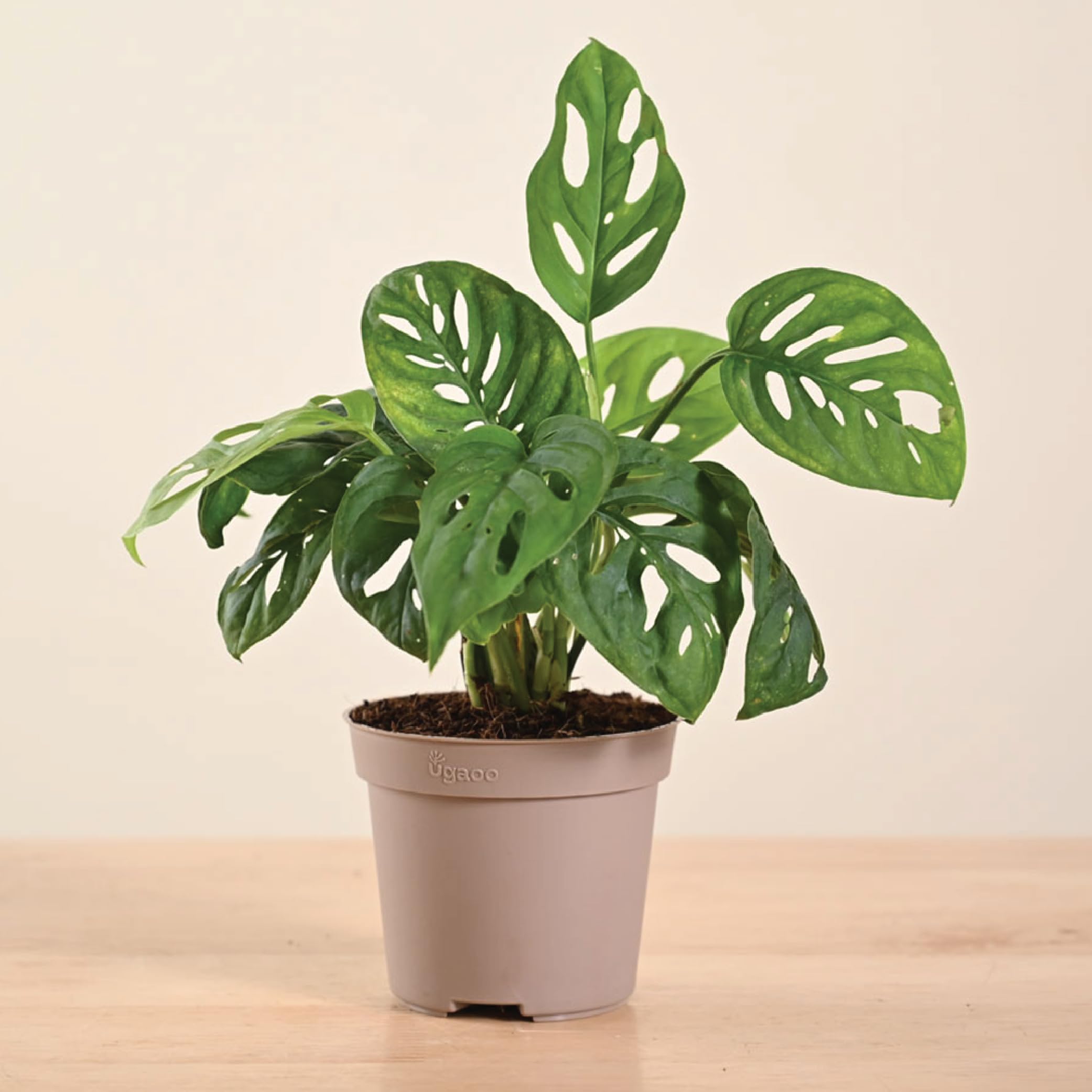 Ugaoo Philodendron Broken Heart Live Plant With Grow Pot
