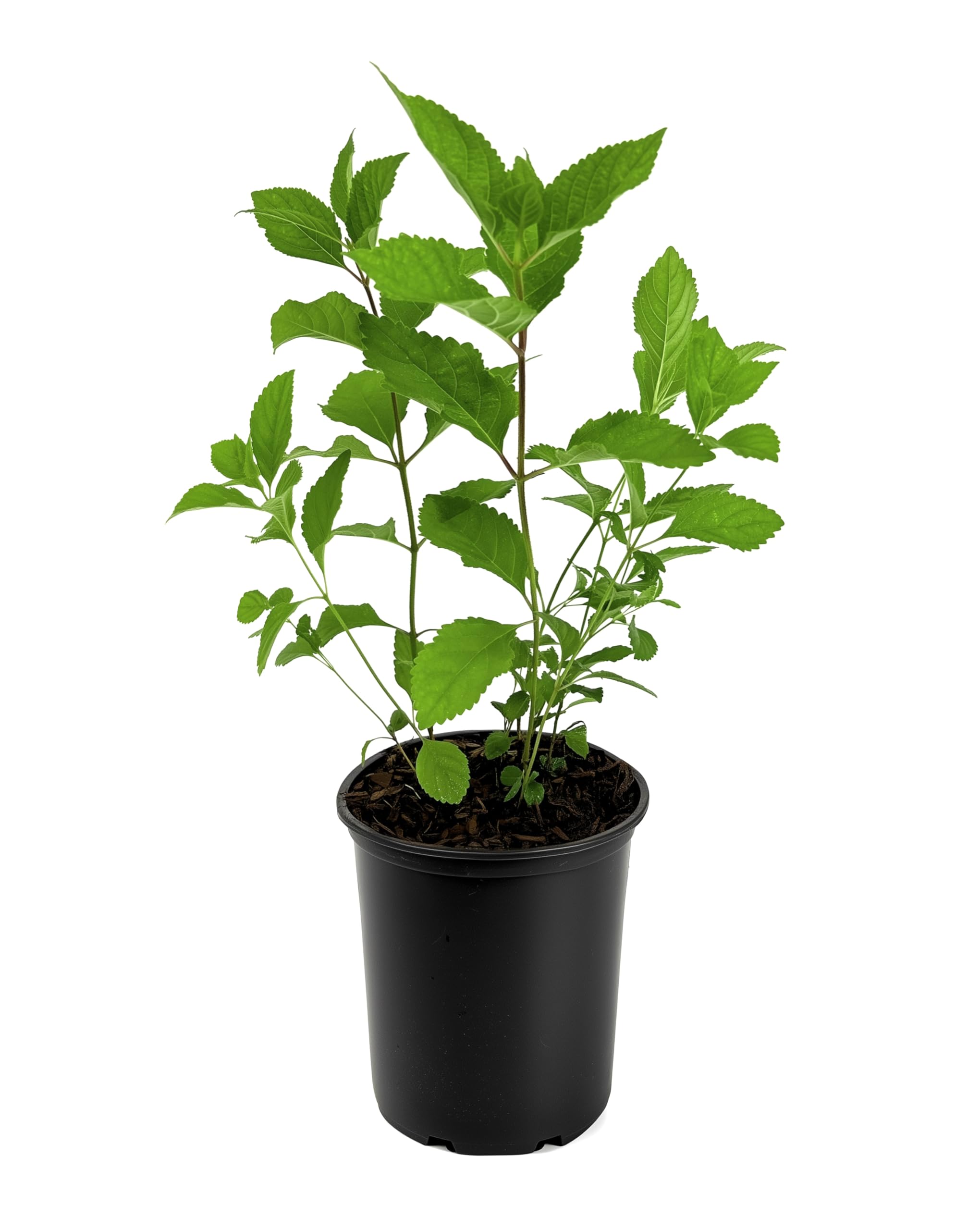 Beautyberry Florida Foliage