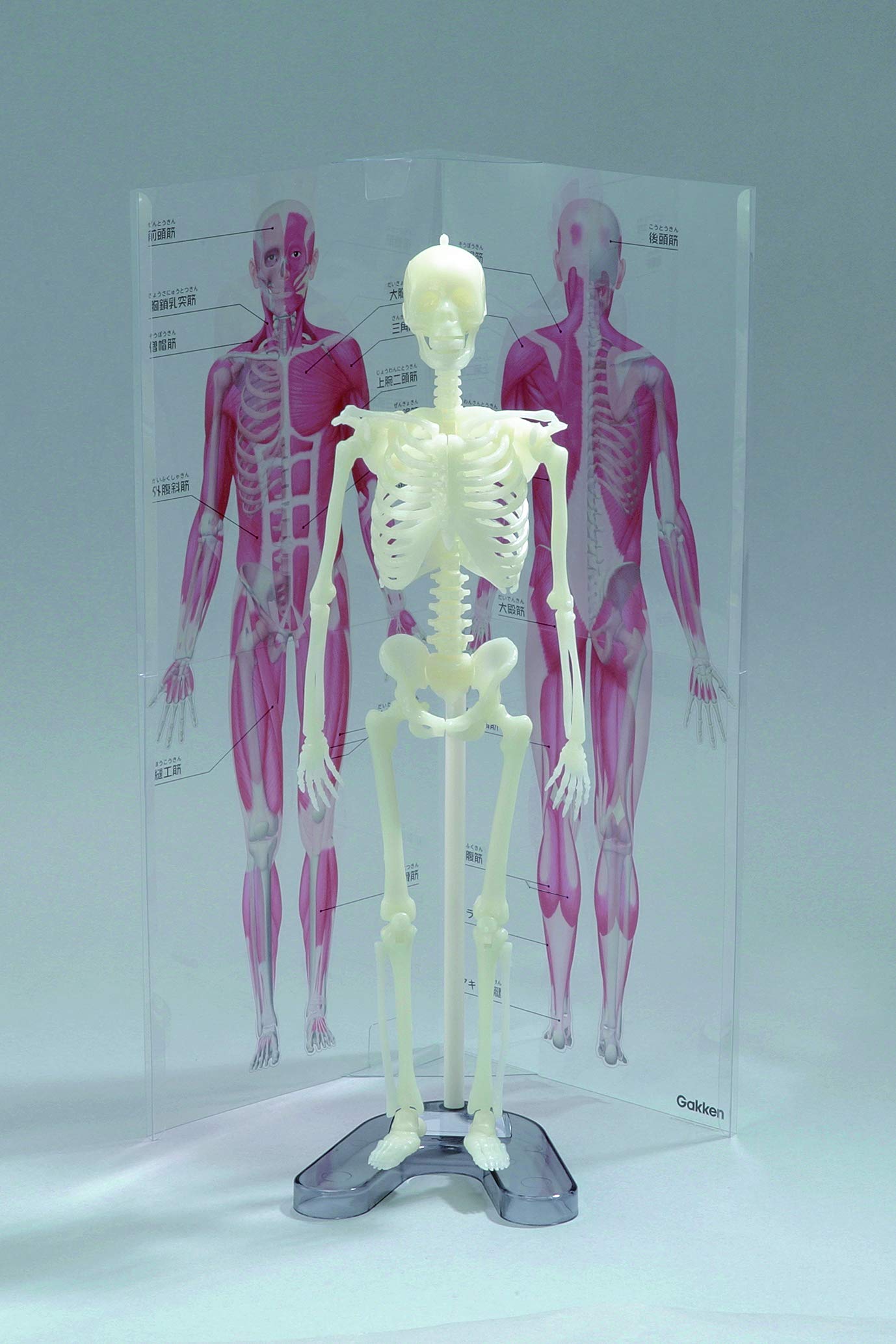Amazon.co.jp: 学研 人体骨格ミュージアム(対象年齢:6歳以上)J750737