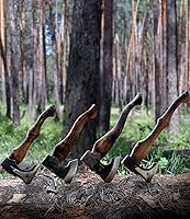 Vista 6 de Hacha de camping – Hacha de corte de 21 pulgadas para división de madera y leña, acero 1055 de alto carbono y mango de madera de haya, con funda
