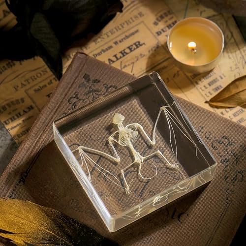 Miniatura 6 de Espécimen de esqueleto de murciélago real en resina, auténticos huesos de murciélago para educación científica, estudio de biología, coleccionistas