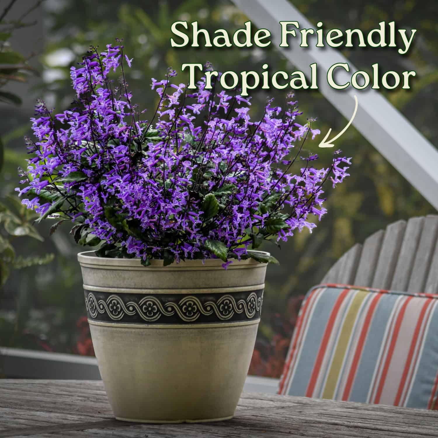 Amazon.com : Mona Lavender Plant - Plectranthus - Live Flower Plant -  Overall Size 22" to 24" - Tropical Plants of Florida (Plant + Fertilizer) :  Patio, Lawn & Garden