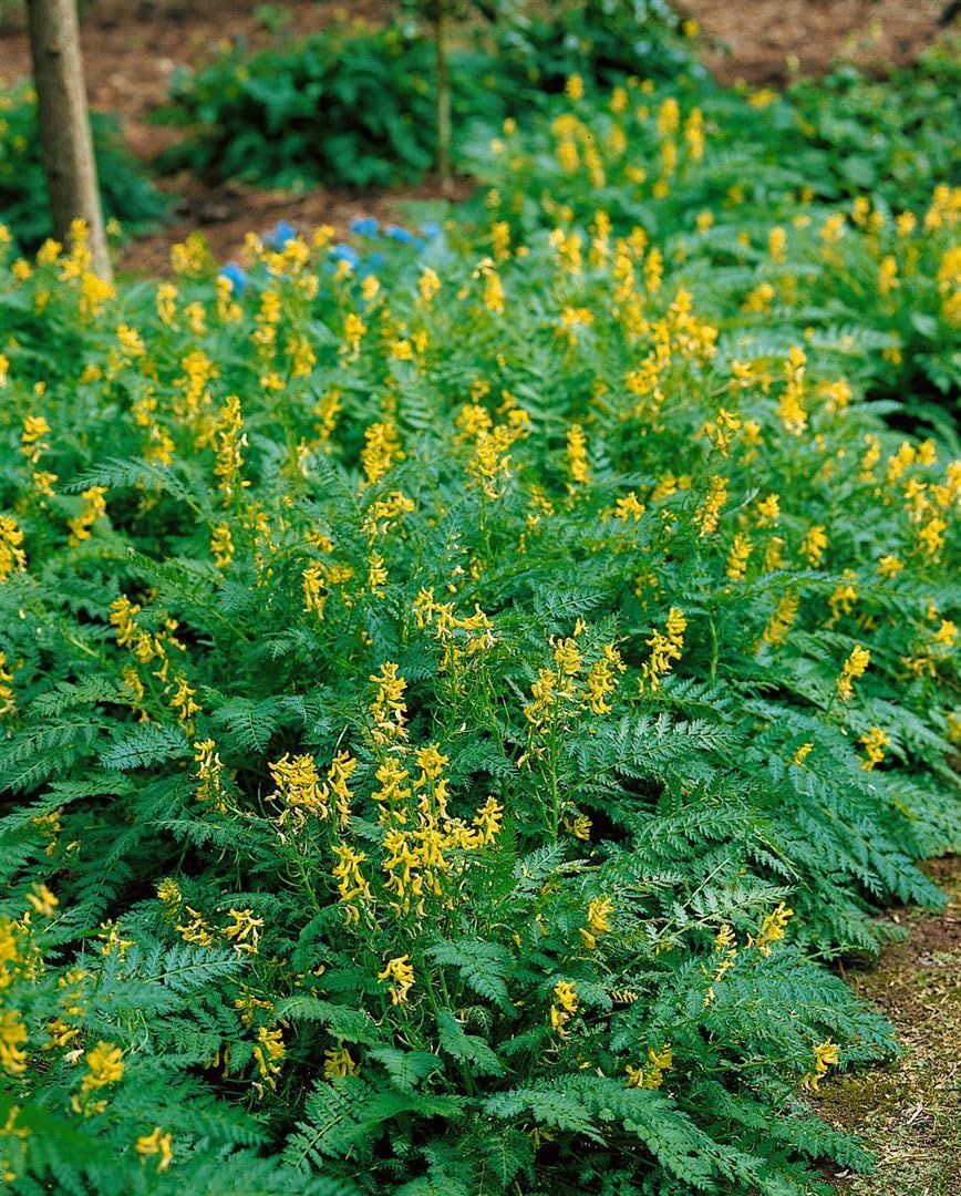 Corydalis cheilanthifolia ca. 9x9 cm Topf - Farn-Sockelblume, gelbe Blten,  Bltezeit Frhling, ideal fr schattige Beete, winterhart, pflegeleicht :  Amazon.de: Garten