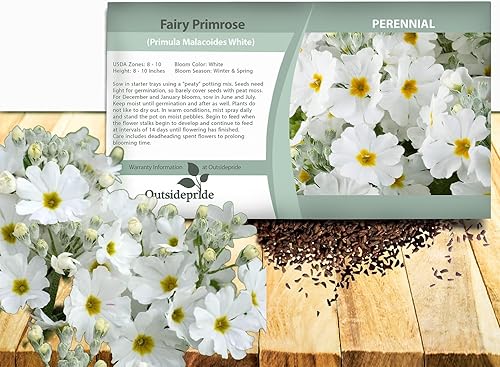 Vista 23 de Outsidepride 1000 Semillas Perennes Primula Crimson Fairy Primrose Flower Seeds para plantar Carmesí