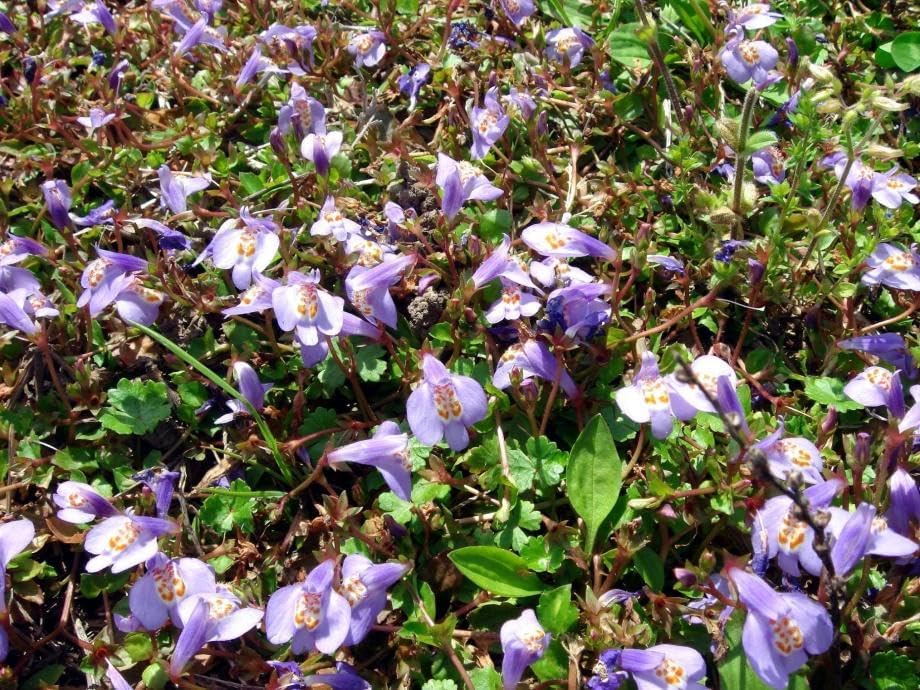 Mazus reptans (25 Pots, 3 1/4 inch Square)