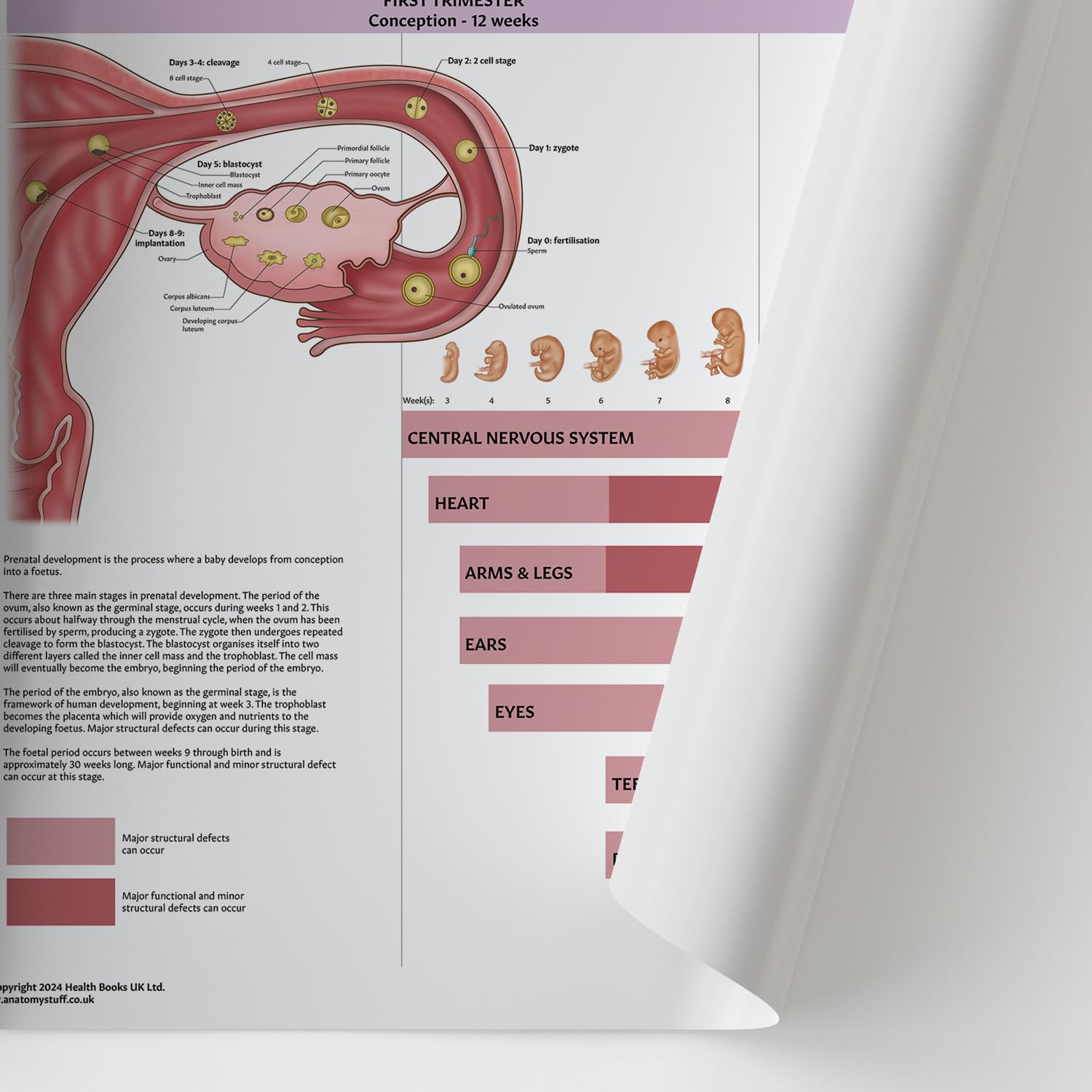 Diagram Fetal Growth Chart 5+ Thousand Crecimiento Fetal Royalty Free