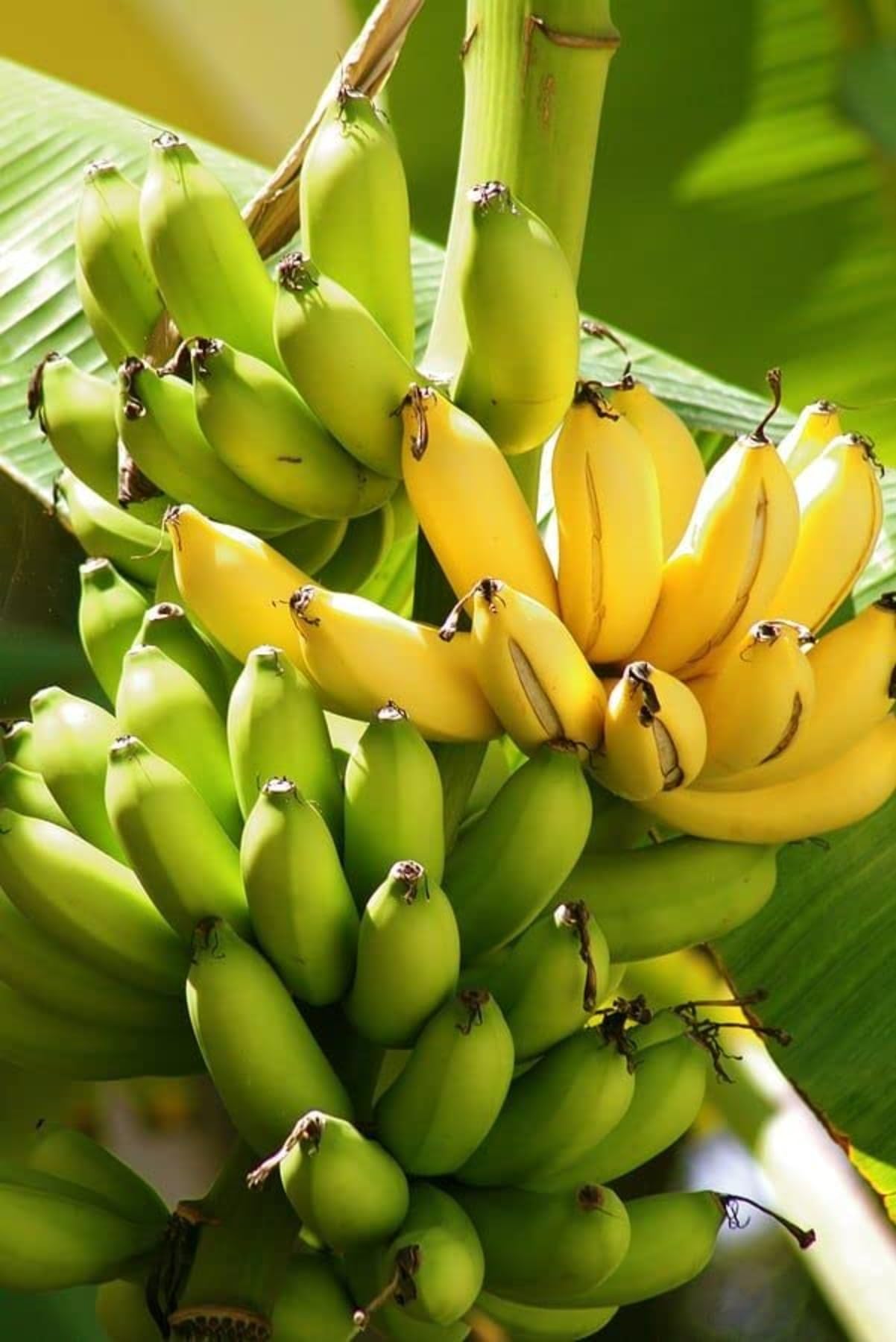 See full amazon price history chart for Bahan Traders Rear Dwarf G9 Banana Fruit Plant, Sweet Kele Ka Ped 1 Healthy Live Tree Suitable to Grow in Pot Bahan Traders Rear Dwarf G9 Banana Fruit Plant, Sweet Kele Ka Ped 1 Healthy Live Tree Suitable to Grow in Pot (B0DGX6DKYD) Amazon Price History, Amazon Price Tracker