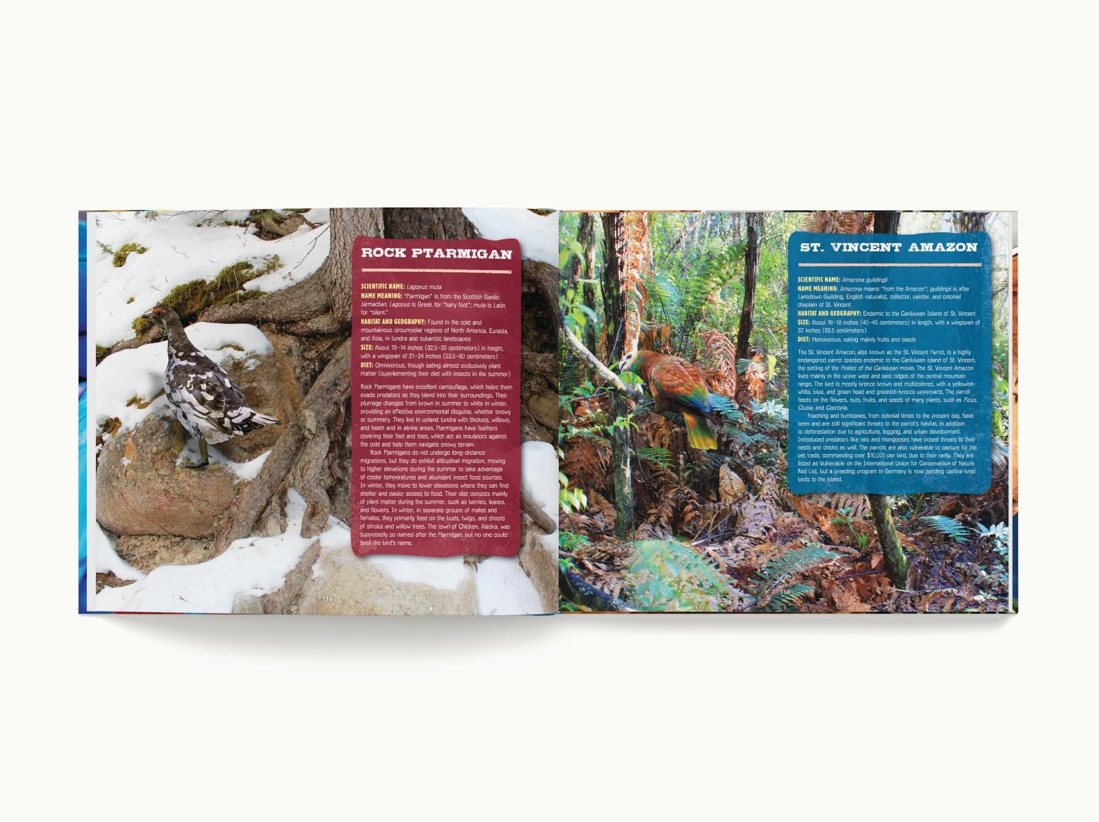 Discovering Birds: The Ultimate Handbook to the Birds of the World - Image 8