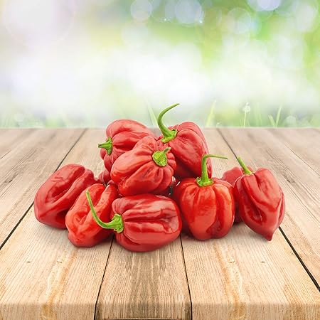 Habanero Rot 25 x Samen aus Portugal 100% Natürlich ohne Chemische Anzuchthilfe oder Gentechnik