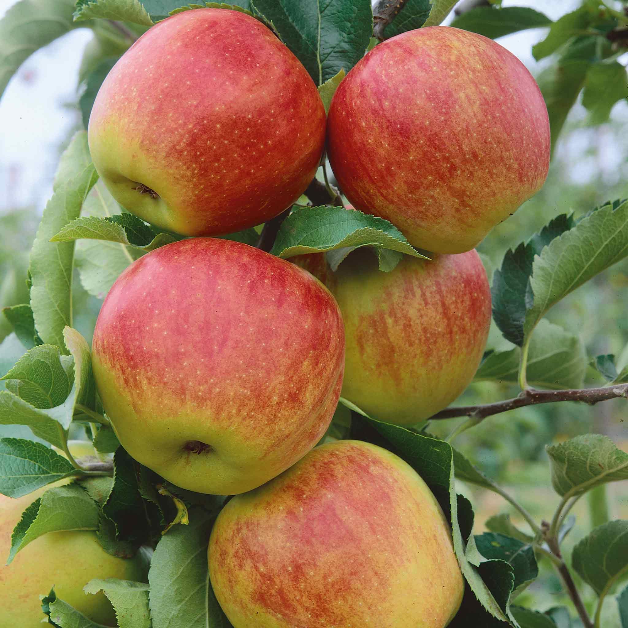 Marshalls Garden Apple 'Jonagold' Tree M9 Rootstock High-Yield