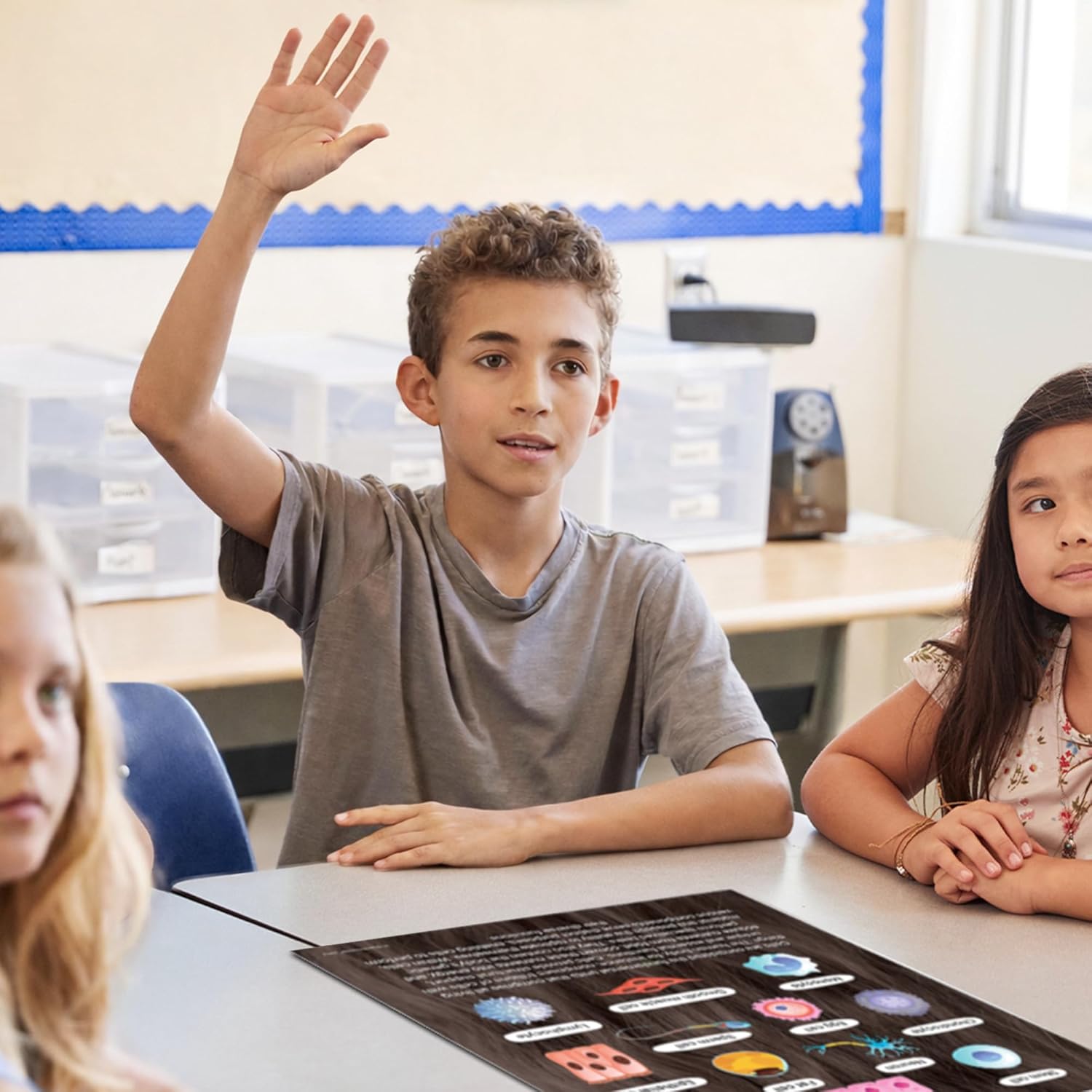 Quarterhouse 4 Poster Cells (Biology) Set, Science Classroom Learning Materials for K-12 Students and Teachers, 12 x 18 Inches, Made in USA