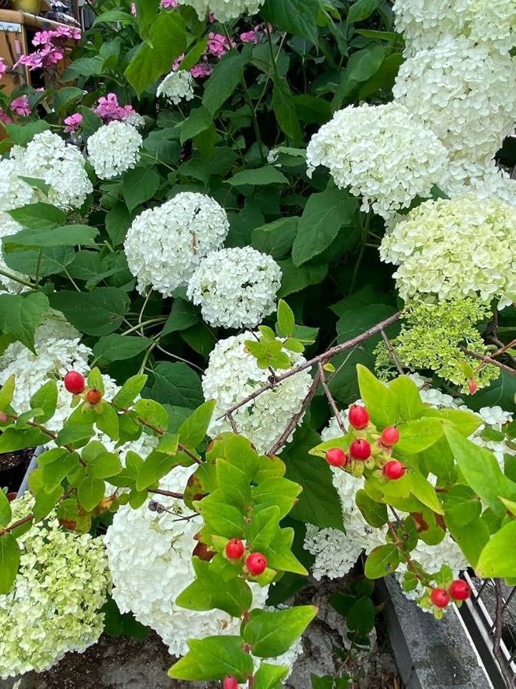 アナベル D⑤ 白いアジサイ 挿し芽２年目幼苗 アメリカ紫陽花 抜き苗１本 アナベル D⑥ 白いアジサイ 挿し芽2年目幼苗 アメリカ紫陽花