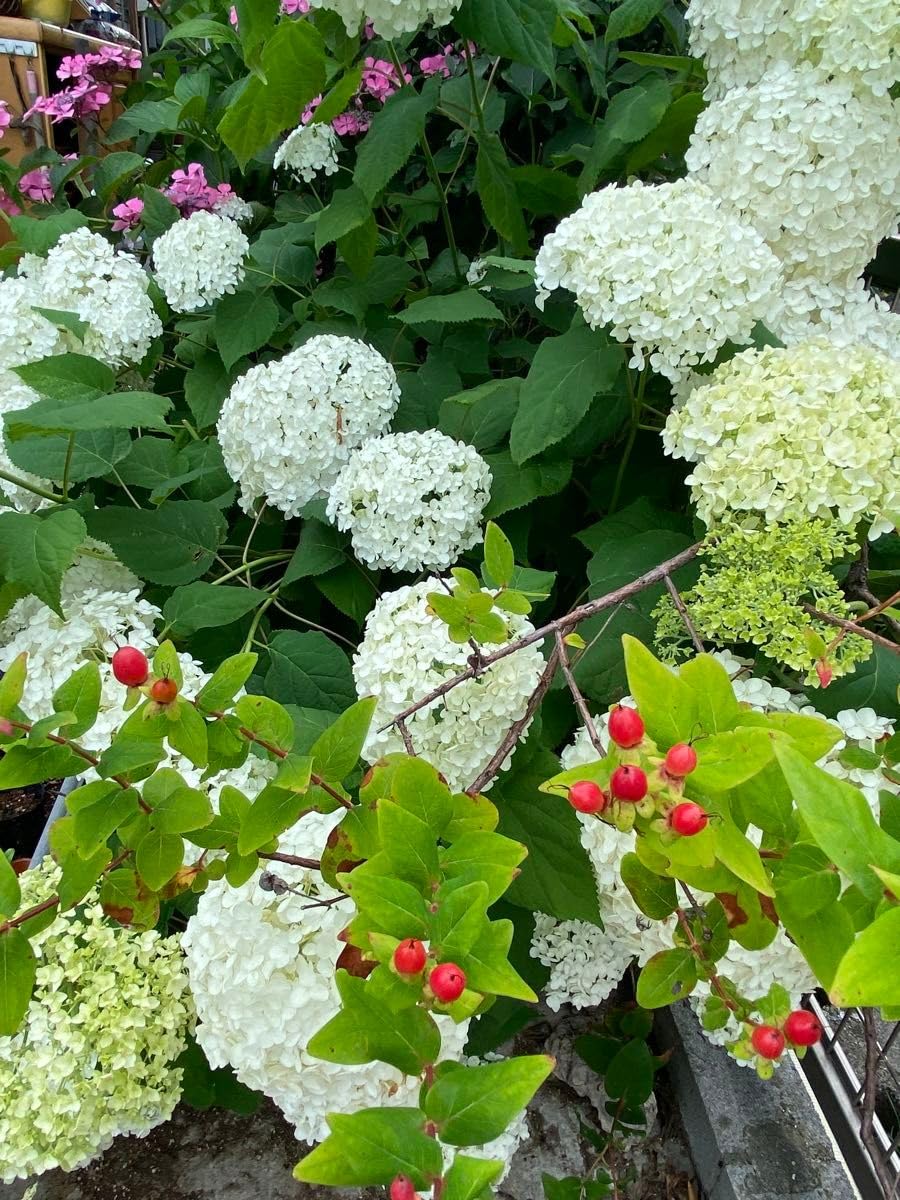 Amazon.co.jp: 紫陽花 アナベル わき芽の幼苗抜き苗 : DIY・工具・ガーデン Amazon.co.jp: 紫陽花 アナベル わき芽の幼苗抜き苗 : DIY・工具・ガーデン