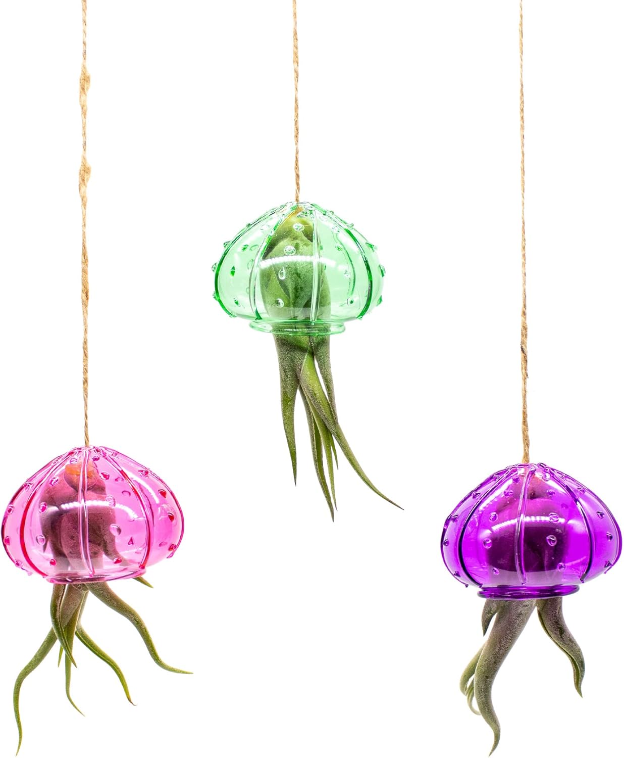 NW Wholesaler - 3Pcs of Indoor Hanging Tillandsia Air Plants in Green Glass Sea Urchin Shell - Live Houseplants Hanging Decor, Easy Care Hanging Plant with Raffia Twine and Glass Shell
