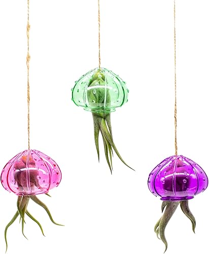 Miniatura 6 de Live 4 pulgadas + Tillandsia Ionantha - Juego de 3 plantas de aire grandes surtidas - Plantas purificadoras de aire de interior vivas para