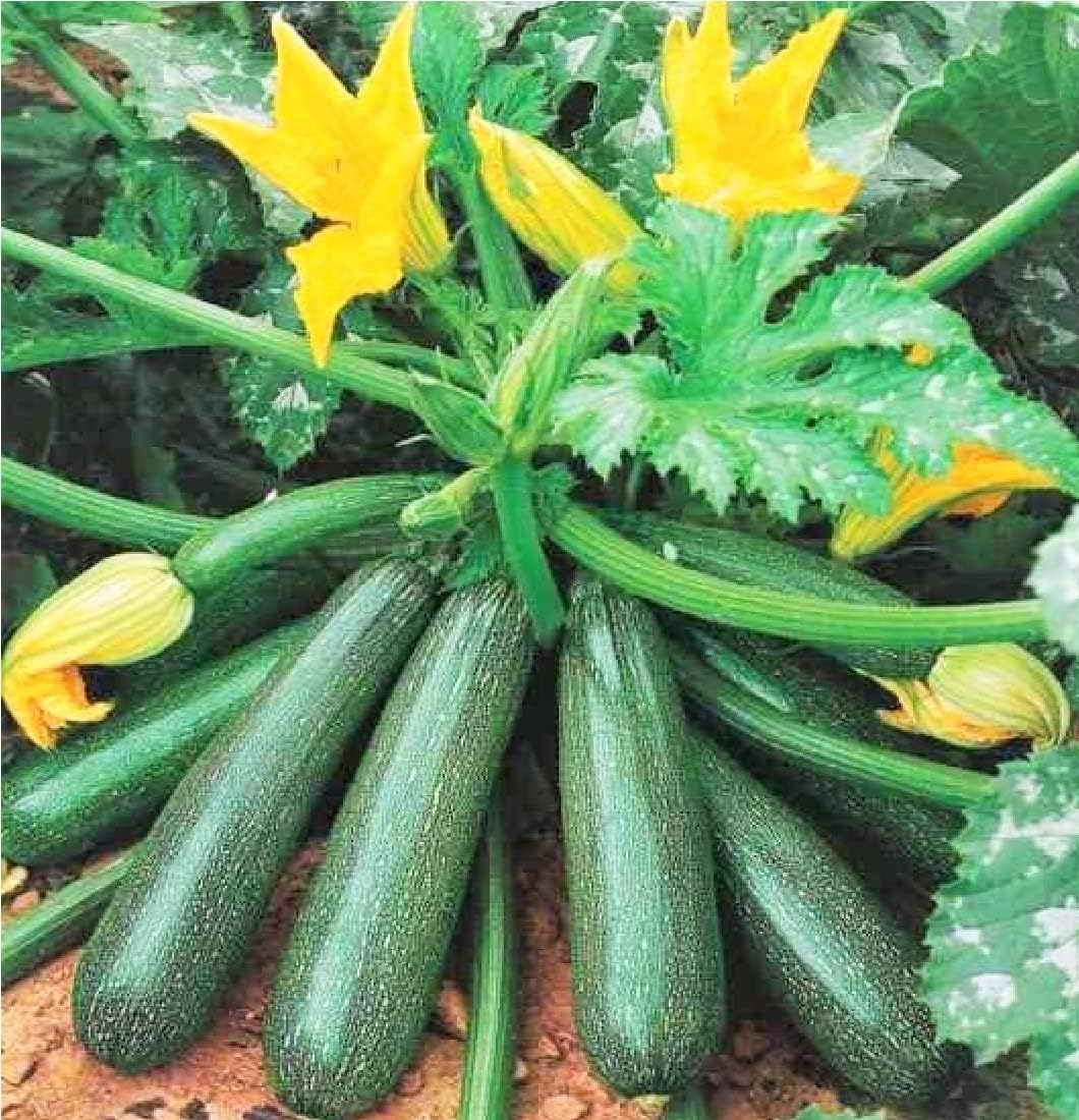 Summer Squash Green zucchini Seed Hybrid Long Zuchhini Vegetable Seeds Best For Home Gardening & home garden, kitchen garden, farming gardening and Pots & planters (Pack Of 1)-image-48