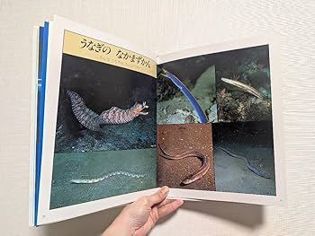 Amazon.co.jp: しぜん 1993年7月号 うなぎ キンダーブック フレーベル