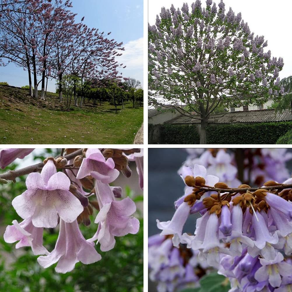 Saterkali Nasiona Paulownia Elongata, 100 szt. Nasiona Paulownia Elongata Las Szybko rosnące drzewo Roślina ogrodowa do domu Nasiona Paulowni