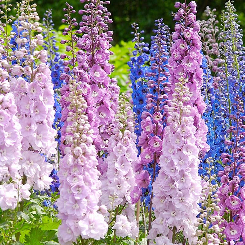 100+ Mix Larkspur Wildflowers Seeds for Planting - Non GMO & Heirloom Seeds Colorful Blooms for Garden Decor & Cut Flowers