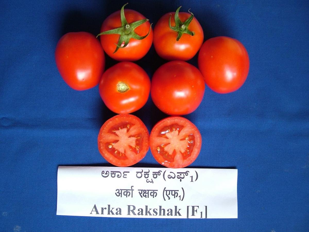 GREEN WORLD Arka Rakshak F1 Hybrid Tomato Seeds 50 seeds (B07BTTWNZR) Amazon Price History, Amazon Price Tracker
