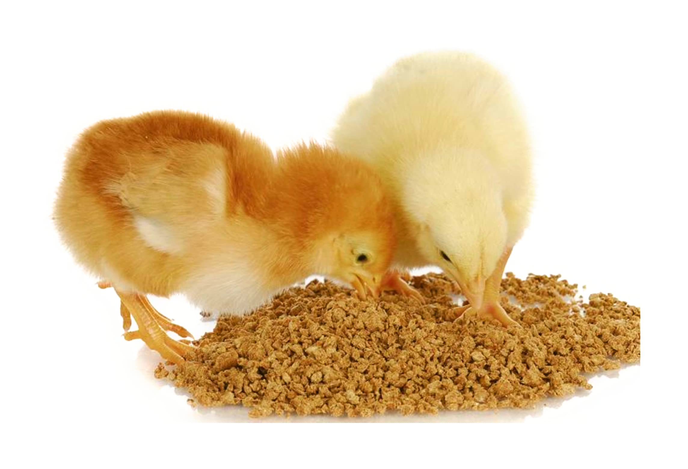Chicks Food for Young Chicken, Its Gives Fast Growth in Chicken
