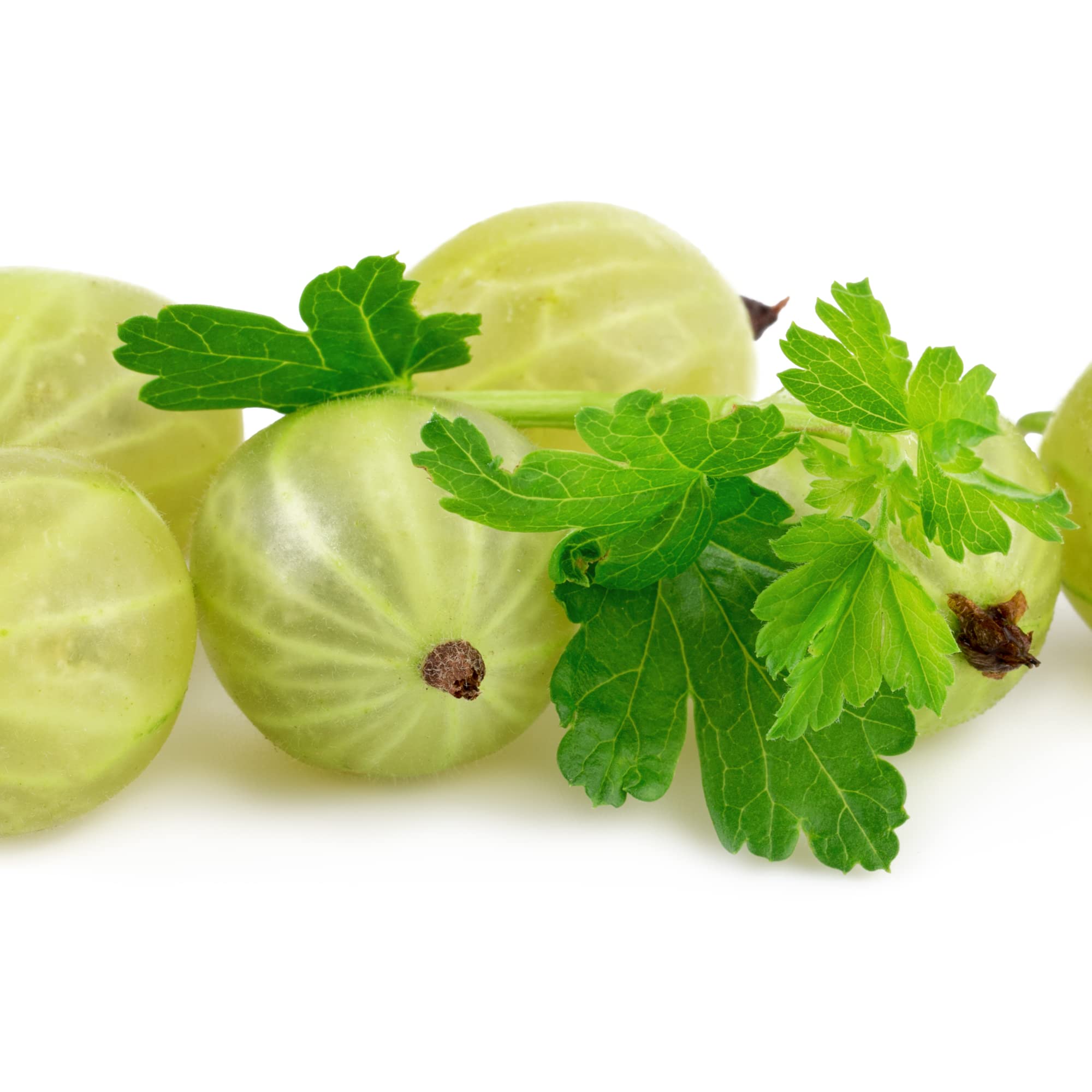 Gooseberry Plant, 1 x Full Plant in a 2 Litre Pot, Fruit, Gooseberry, Garden Fruit, Gooseberries, Garden Ready and Ready to Plant, Premium Quality