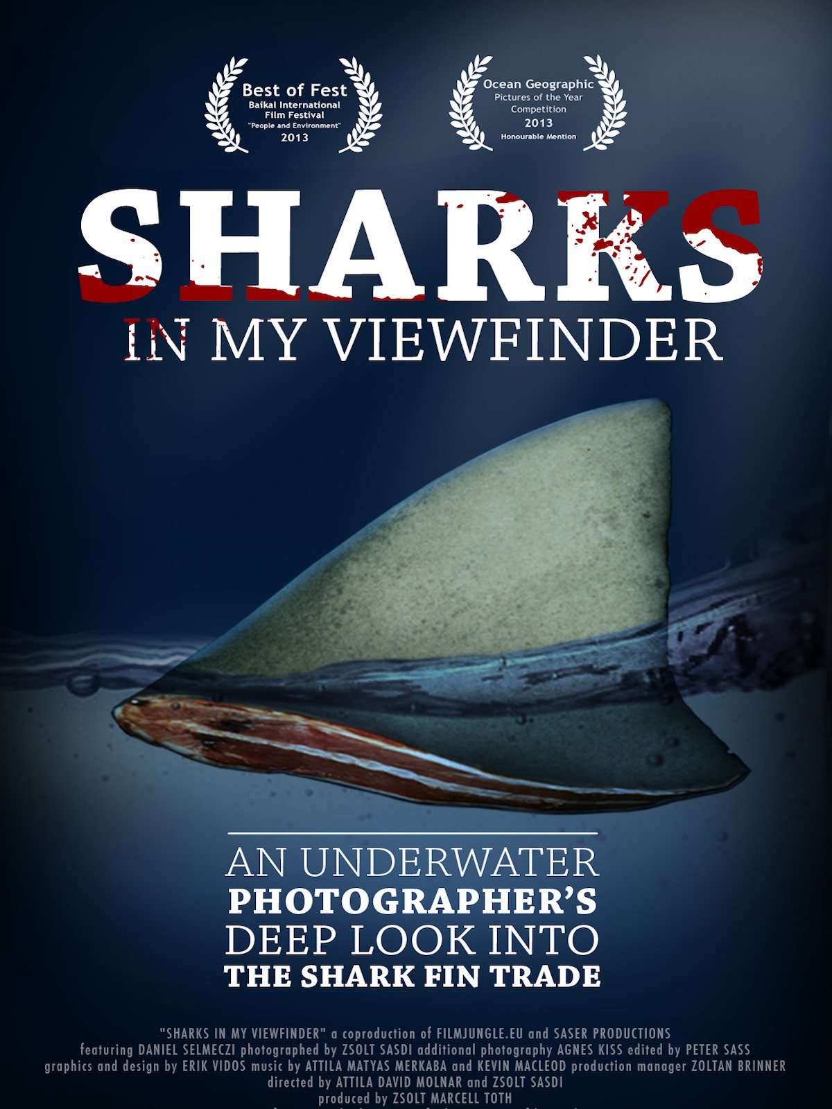 Sharks in my viewfinder