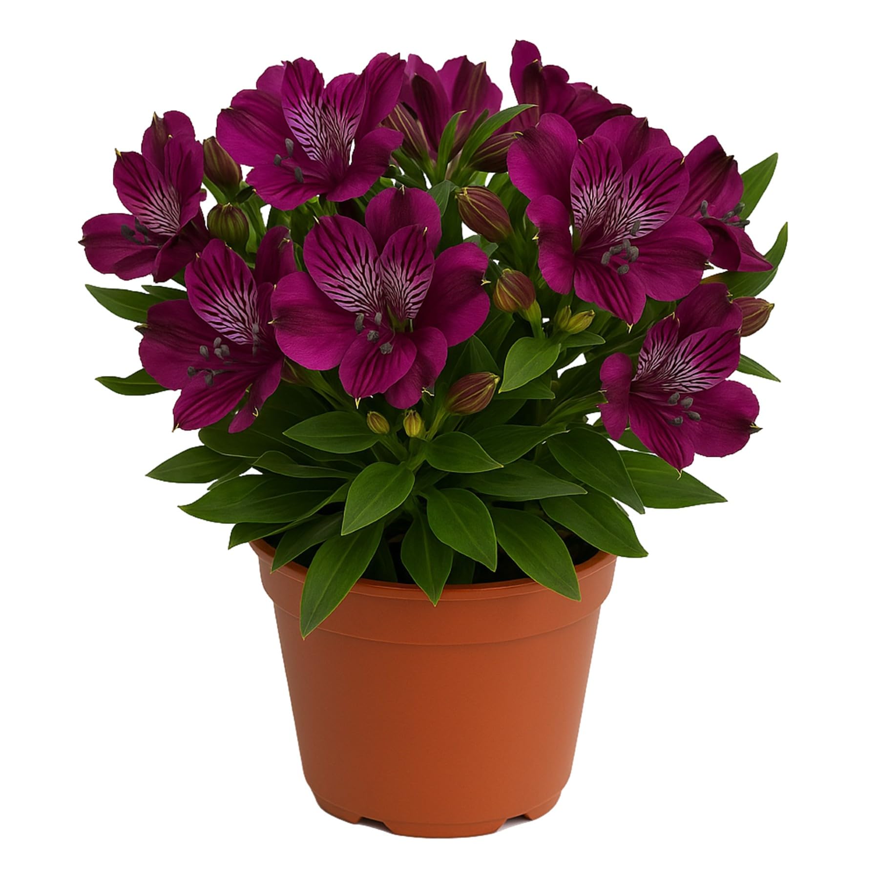 Easy to Grow Alstroemeria Noble