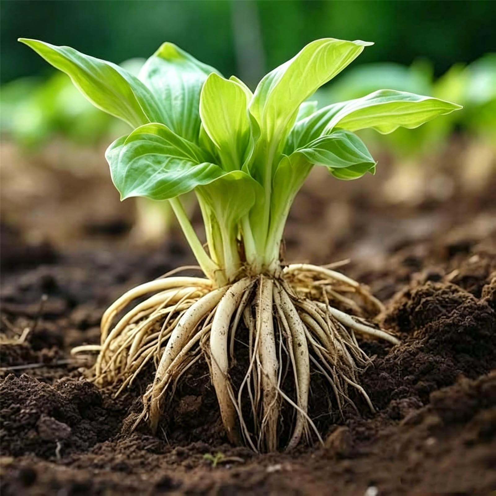 Bulbi di Hosta/Resistenti Perenne/Foglie vivaci/Facile da curare/Perfette per giardini/Perfetta per principianti-15Rizomi-G