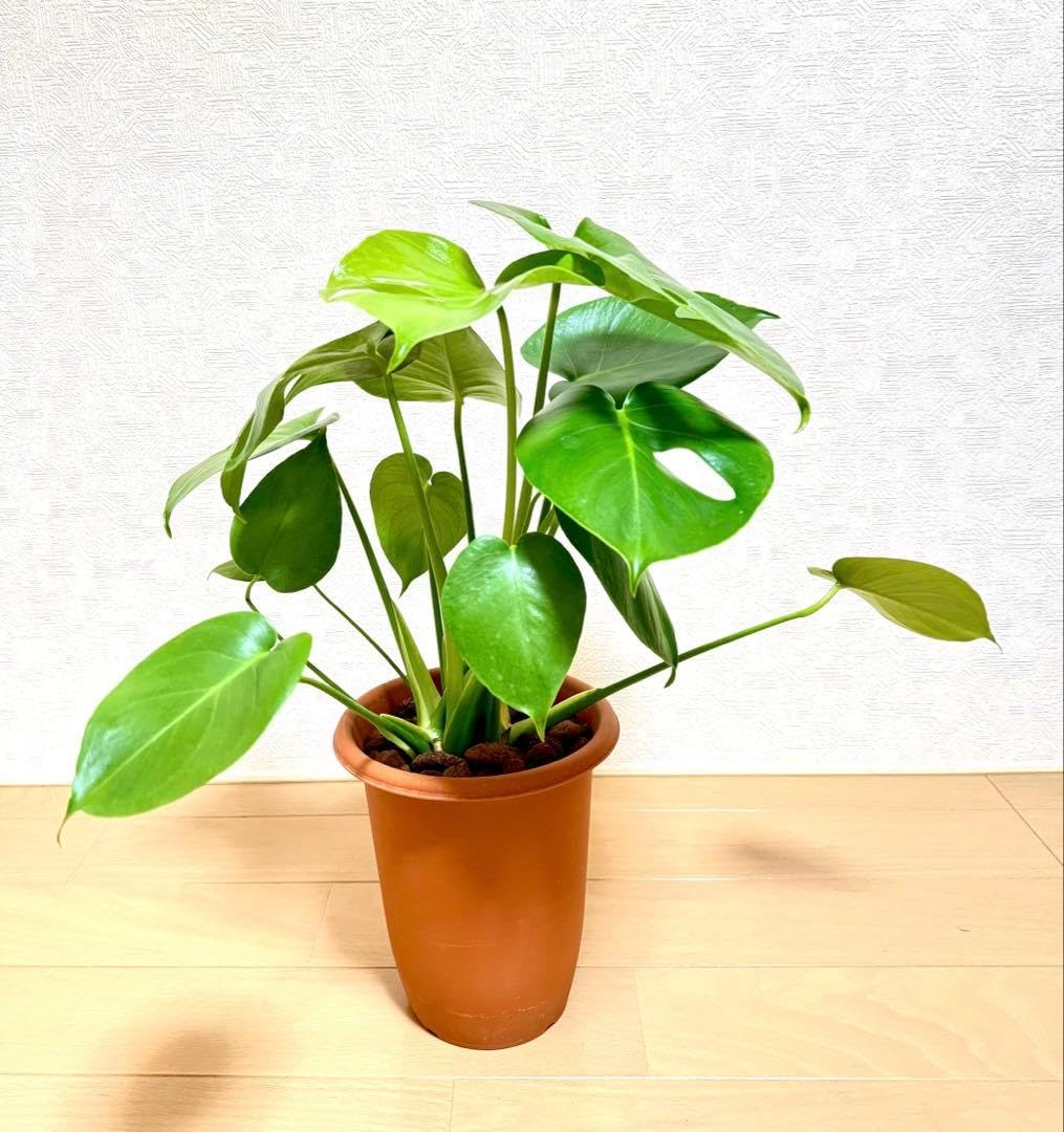 Amazon.co.jp: B初心者 モンステラ ボルシギアナ 高さ約52cm 観葉植物