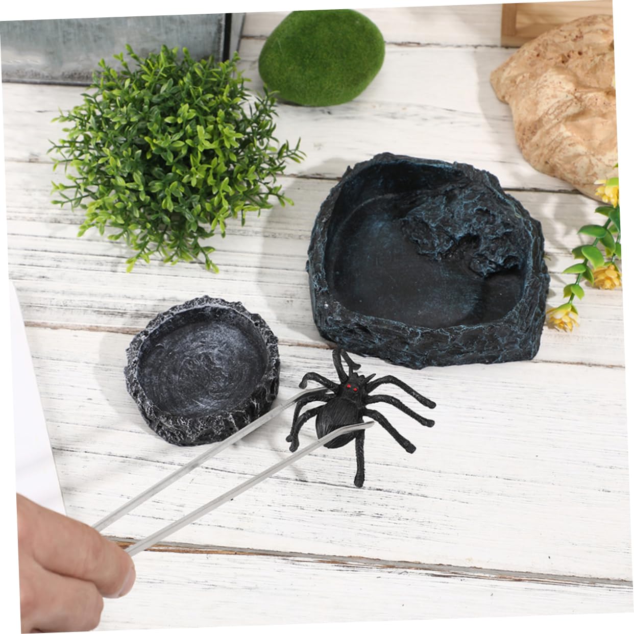 GLEAVI 1 Set Ciotola per Cibo Rettili con Pinzette Completo per Drago Barbuto e Tartarughe Accessorio Versatile per Terrari