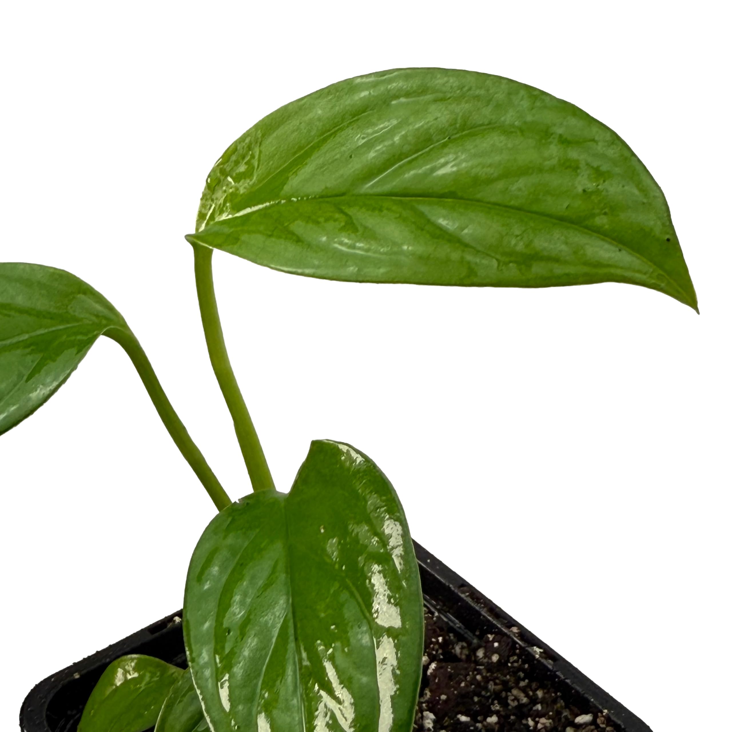 Monstera obliqua cf pangui – pianta da interno rara | pianta rampicante per tutore in muschio e supporto | pianta da collezione esclusiva per ambienti interni